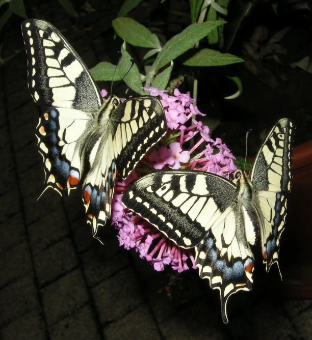 two erflies standing next to each other on flowers