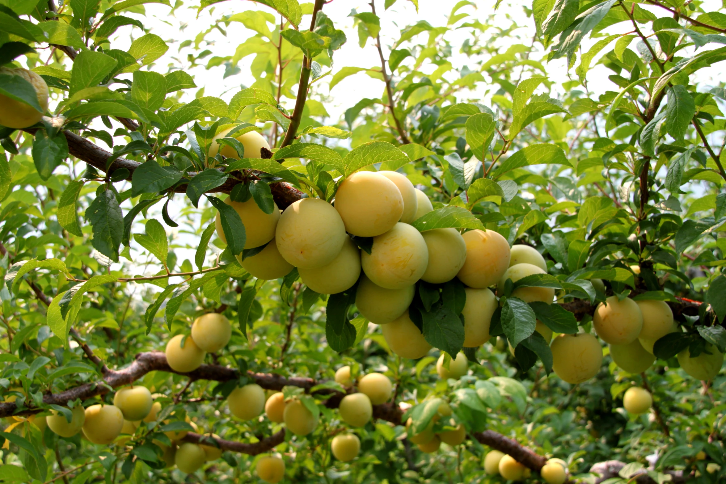 some fruit is hanging from the tree, some yellow