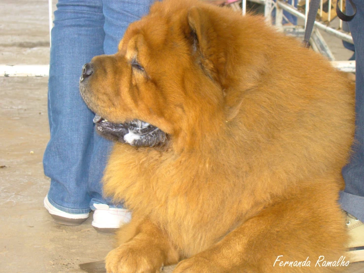 an orange dog lays in front of a crowd