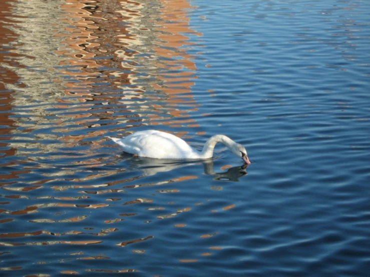 the white swan floats in the blue water