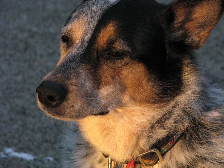 a dog with collar looking out at the distance