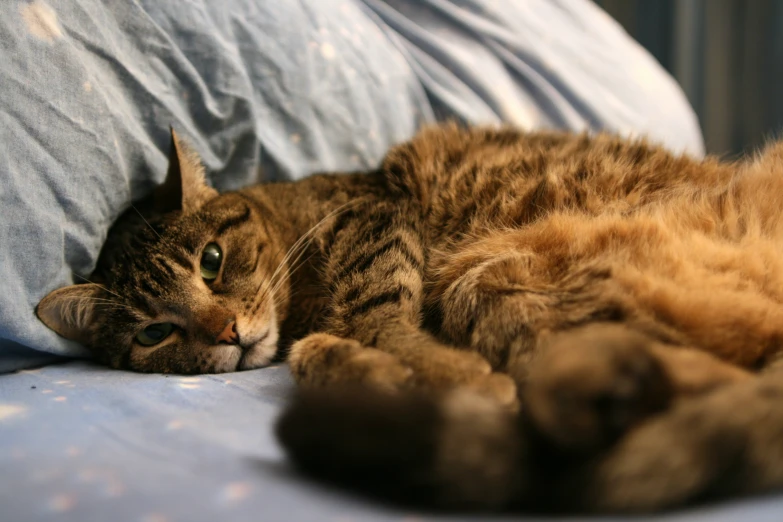 the cat is lying on the pillow by itself