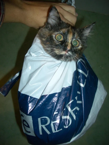 a cat inside of a bag with its eyes half open