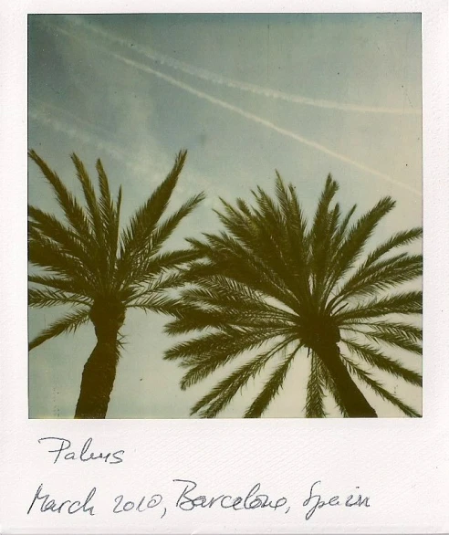 two palm trees are near the airplane trails
