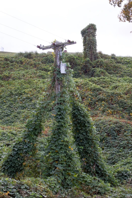 many plants growing on top of a hill