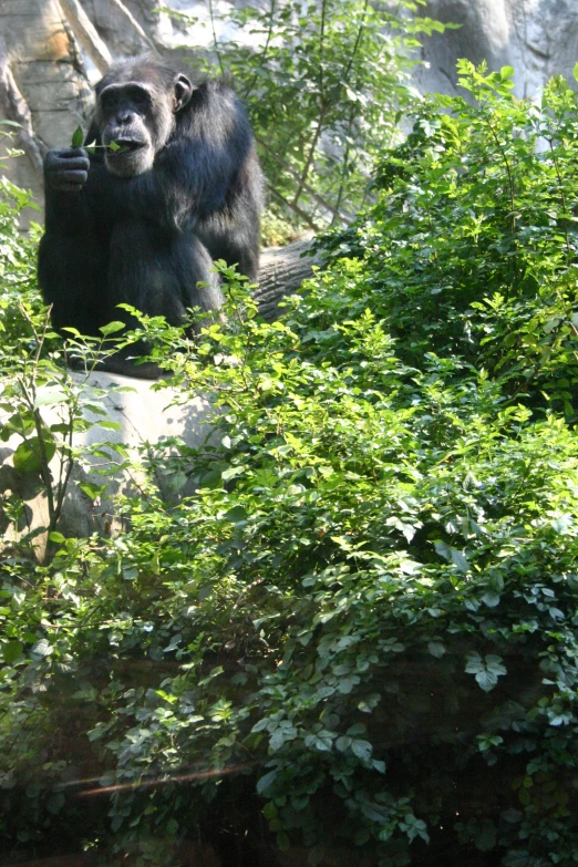 a small black animal sitting on top of a lush green forest