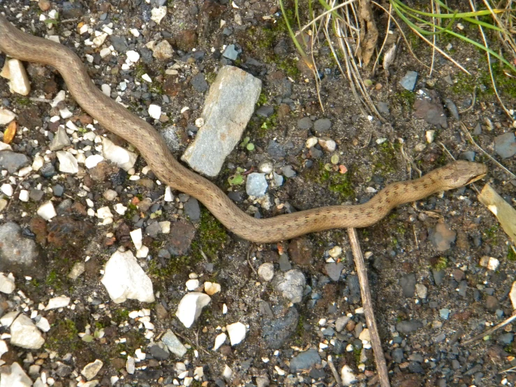 a brown snake is on the ground by rocks