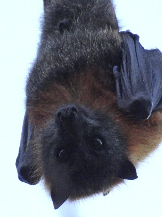a large bat flying in the air close up