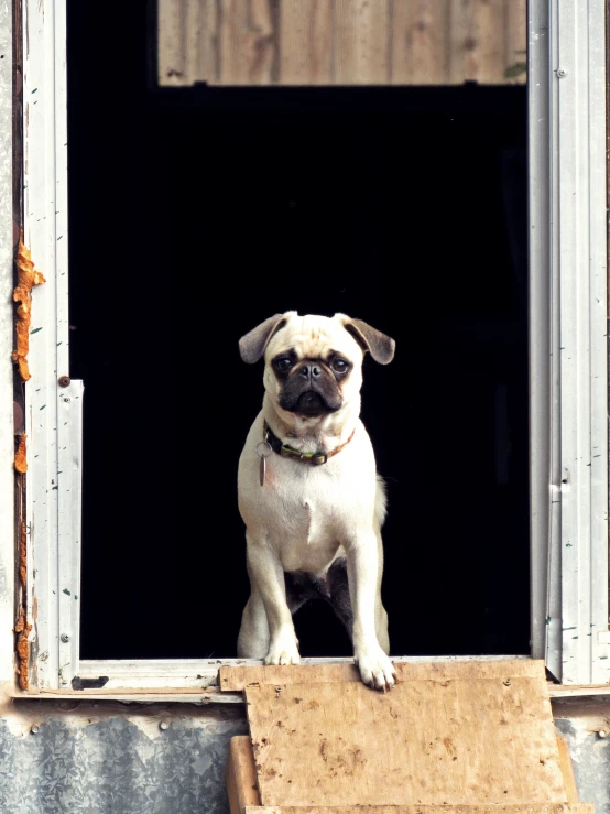 the dog is sitting at the open window