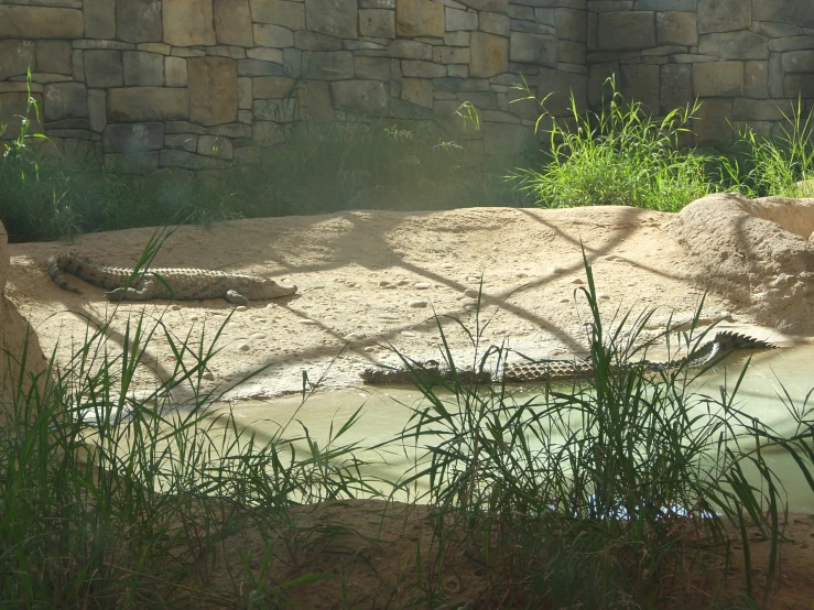 a large white crocodile resting on the ground in its habitat