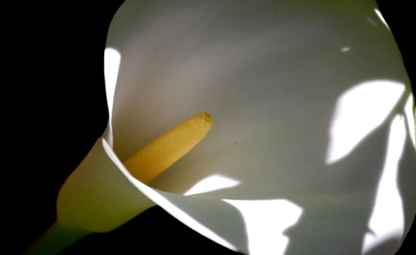 a closeup s of a flower's shadow