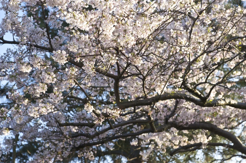 a flowering tree with large white blooms in the middle of the day