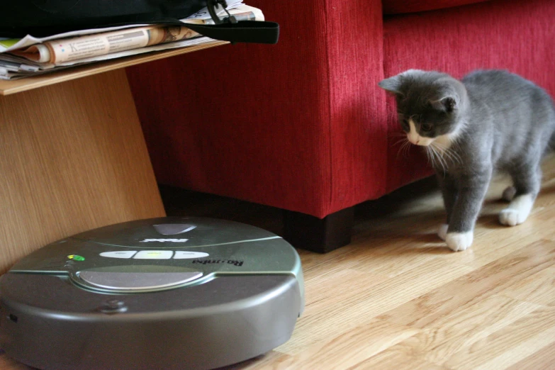 a cat is walking near a robot on the floor