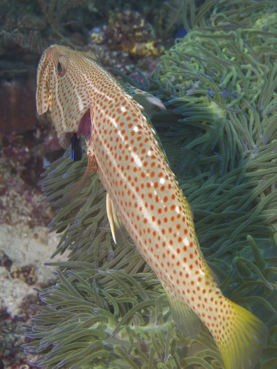 fish with orange and white dots hiding in sea anemone