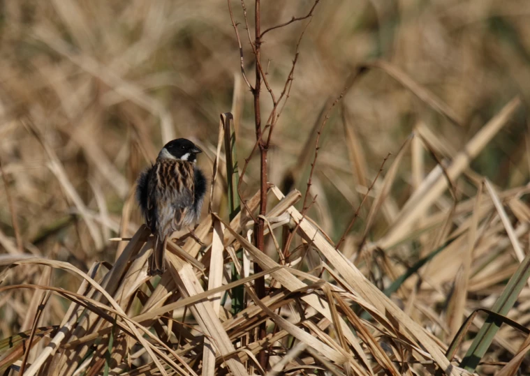 a bird is standing in the grass by itself