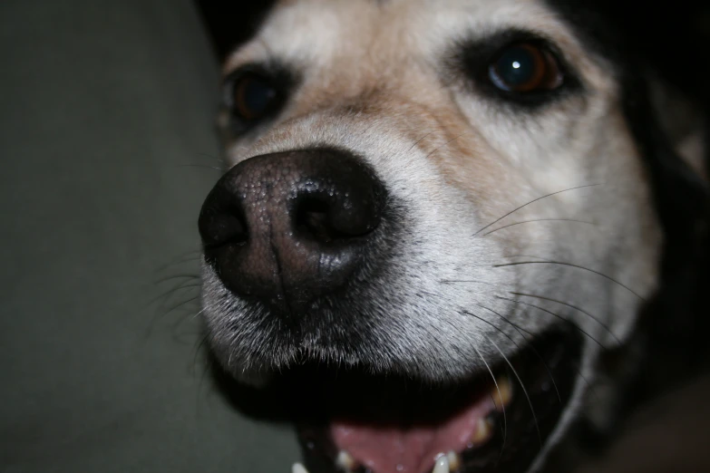 close up pograph of an adorable dog's nose