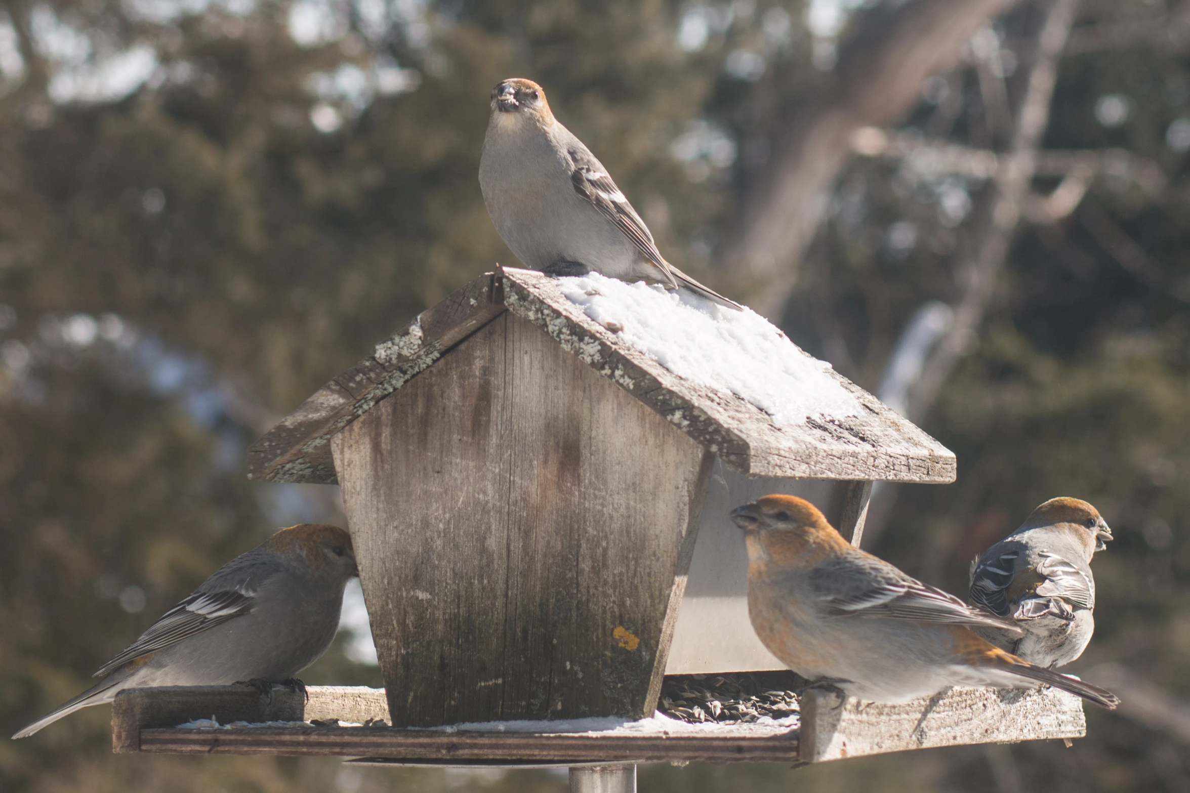 a group of birds sitting at a wooden bird house