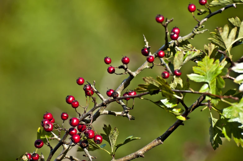 small red berries on the nch of a shrub