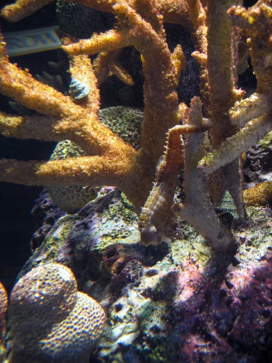 colorful corals and other fish in an aquarium