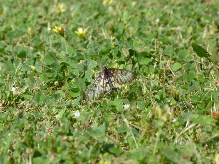 there is a tiny insect in the grass