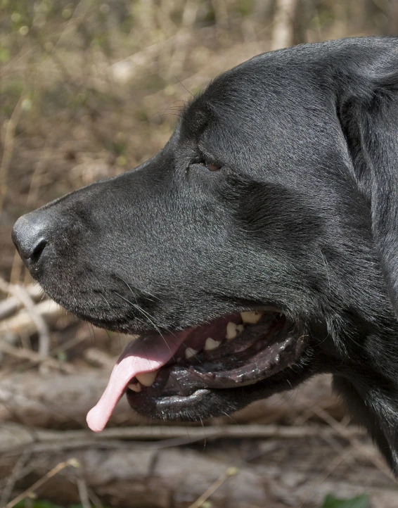 a close up of a dog with its mouth open