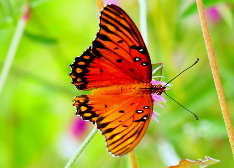 a large orange erfly sits on a purple flower