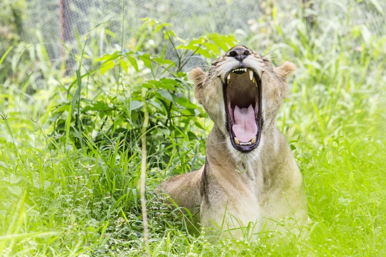 the lion is laying down yawning in the grass