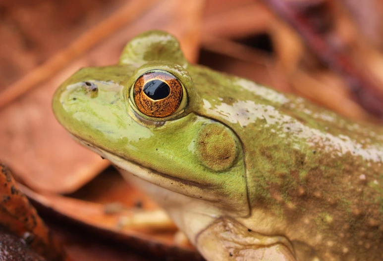 a green frog with yellow eyes sitting on the ground