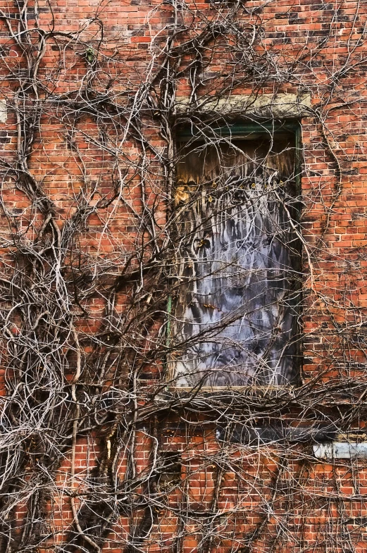 a tree that is growing out of a building