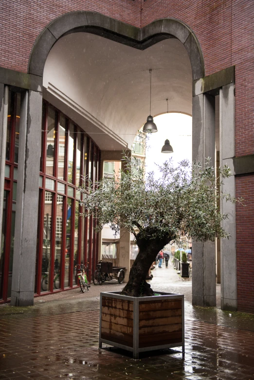 a very big pretty plant in a big building