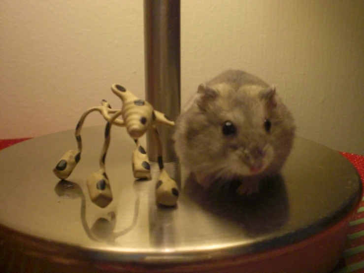 a hamster on display on a table