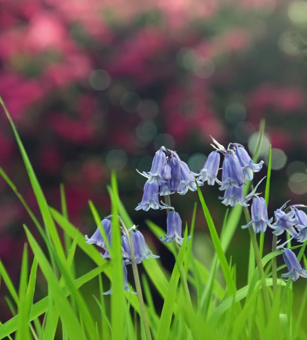 some very pretty purple flowers with green grass