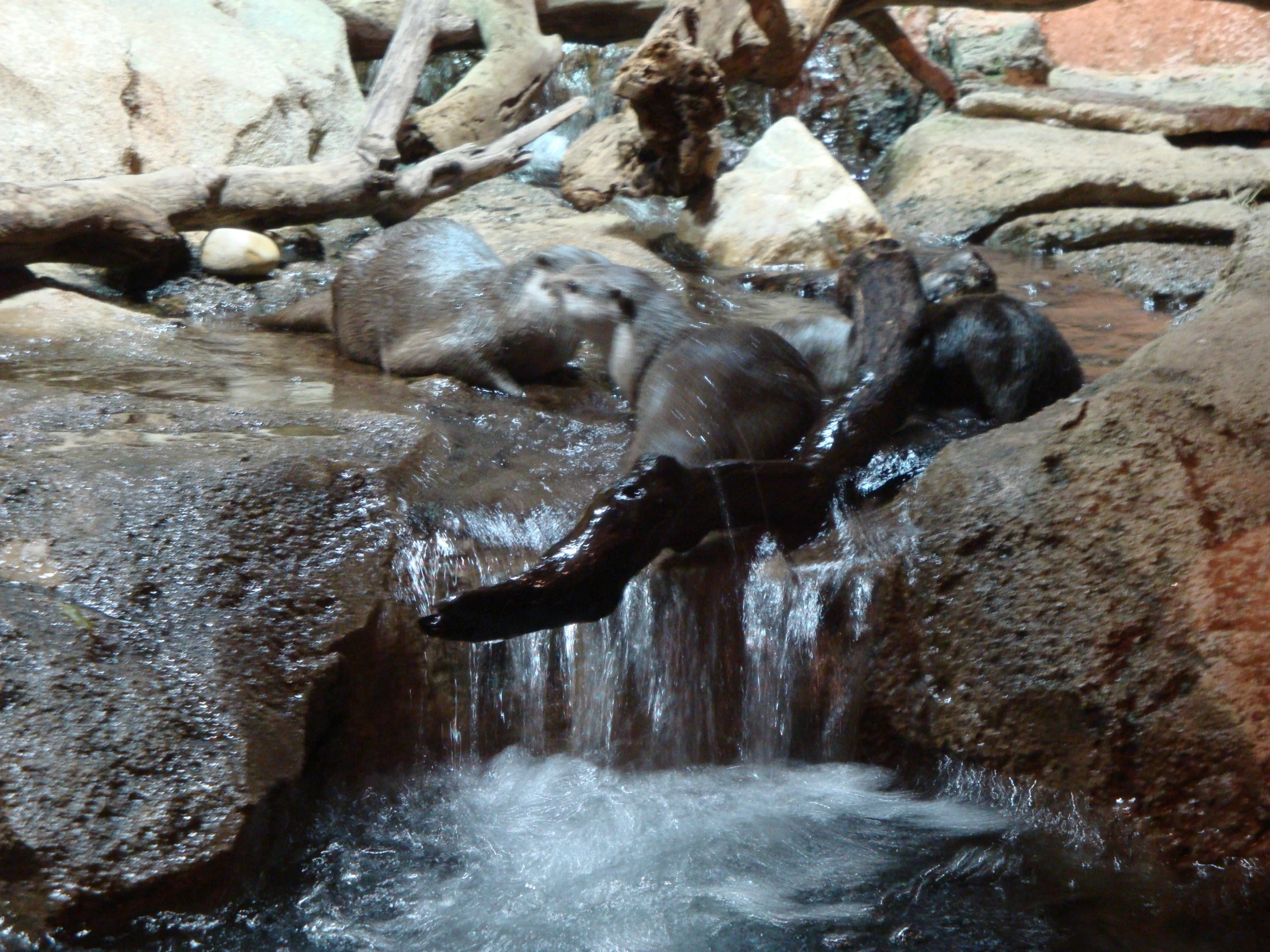 there is a animal that is relaxing on the rocks