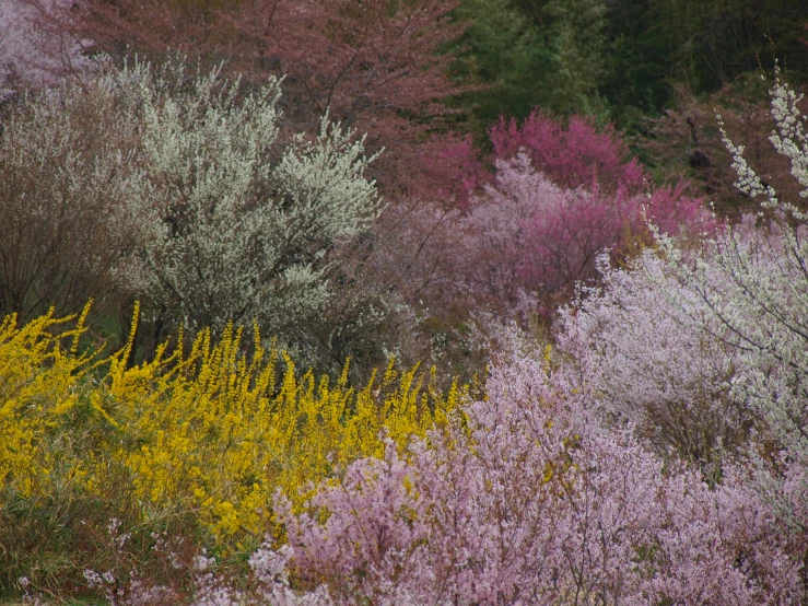 a row of different plants and trees by the road