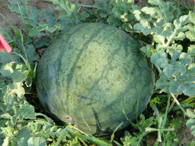 a large watermelon laying in the grass