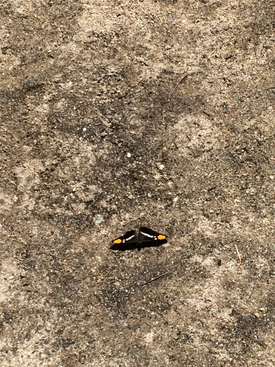 a single shoe left in the middle of the dirt