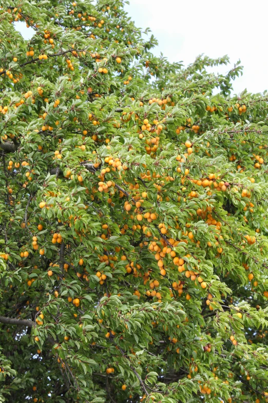 an orange tree with oranges on the leaves