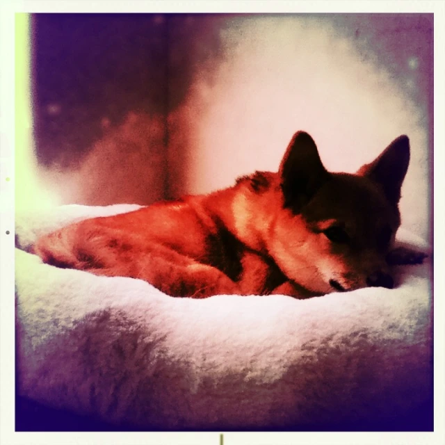 an adorable dog lies on a white blanket