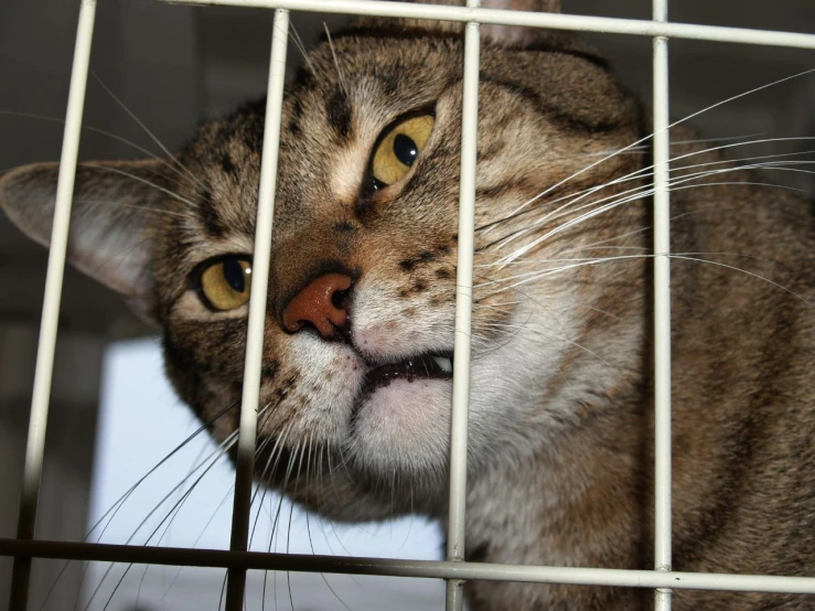 the cat is looking out from its cage