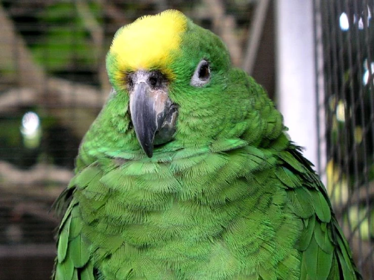 a close up of a parrot in a cage