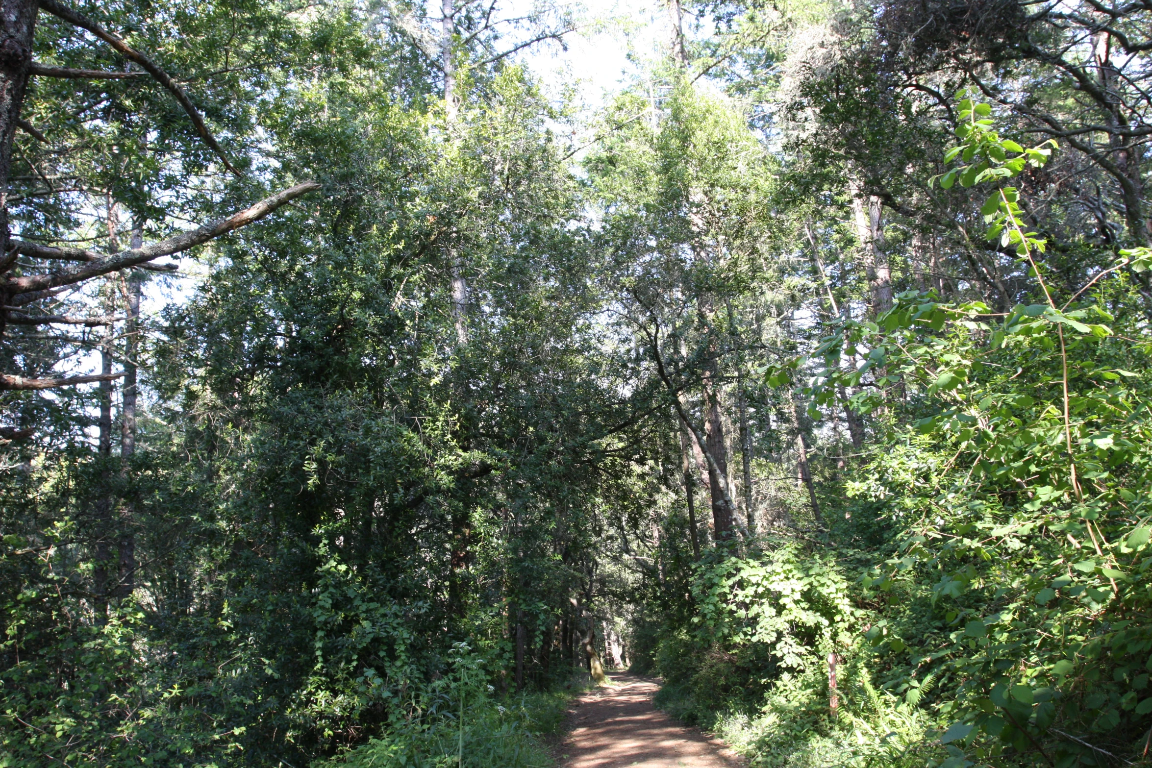 an empty road leading into a heavily wooded area