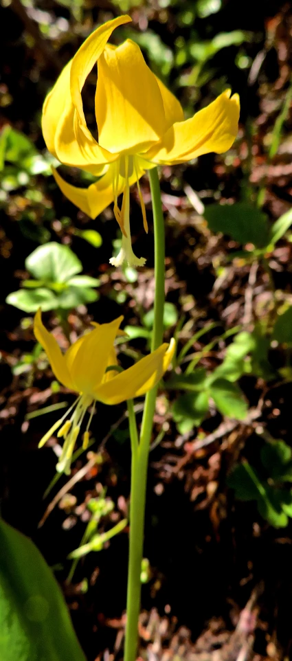 the yellow flower has a long stem