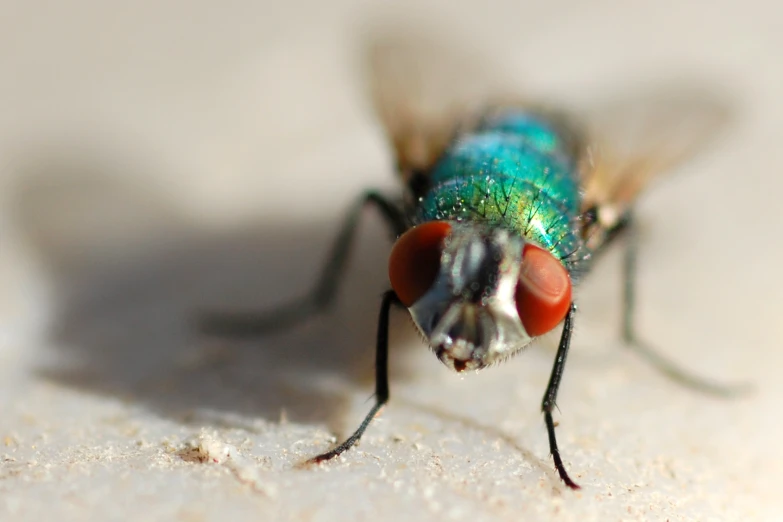 a green fly flies through the air