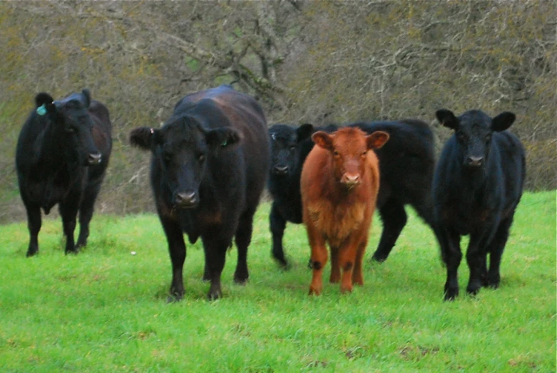 a couple of cows walking across a lush green field