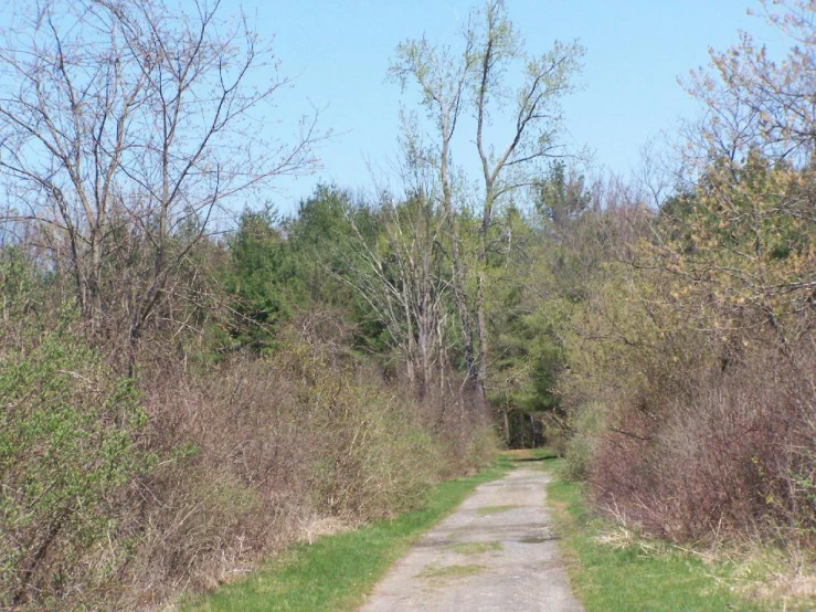 a dirt road with green bushes in the foreground and bare trees in the background