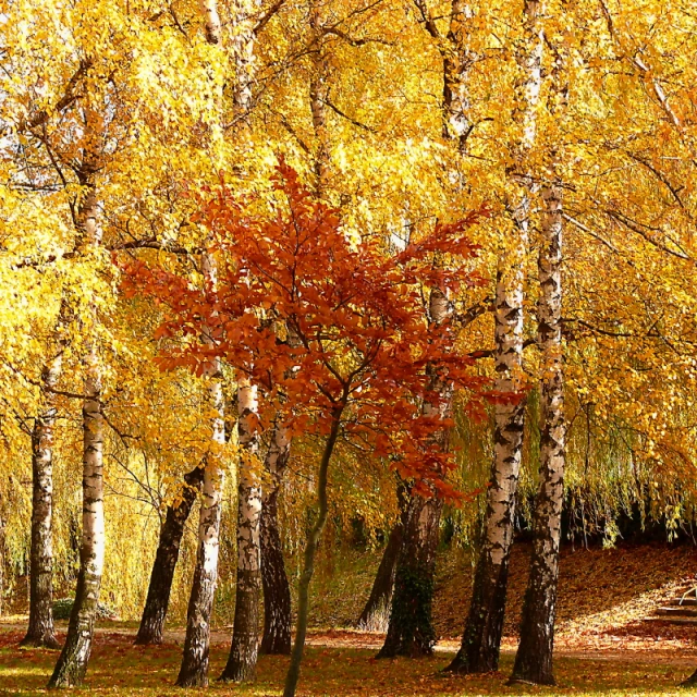 autumn scene in the forest with many colors on trees