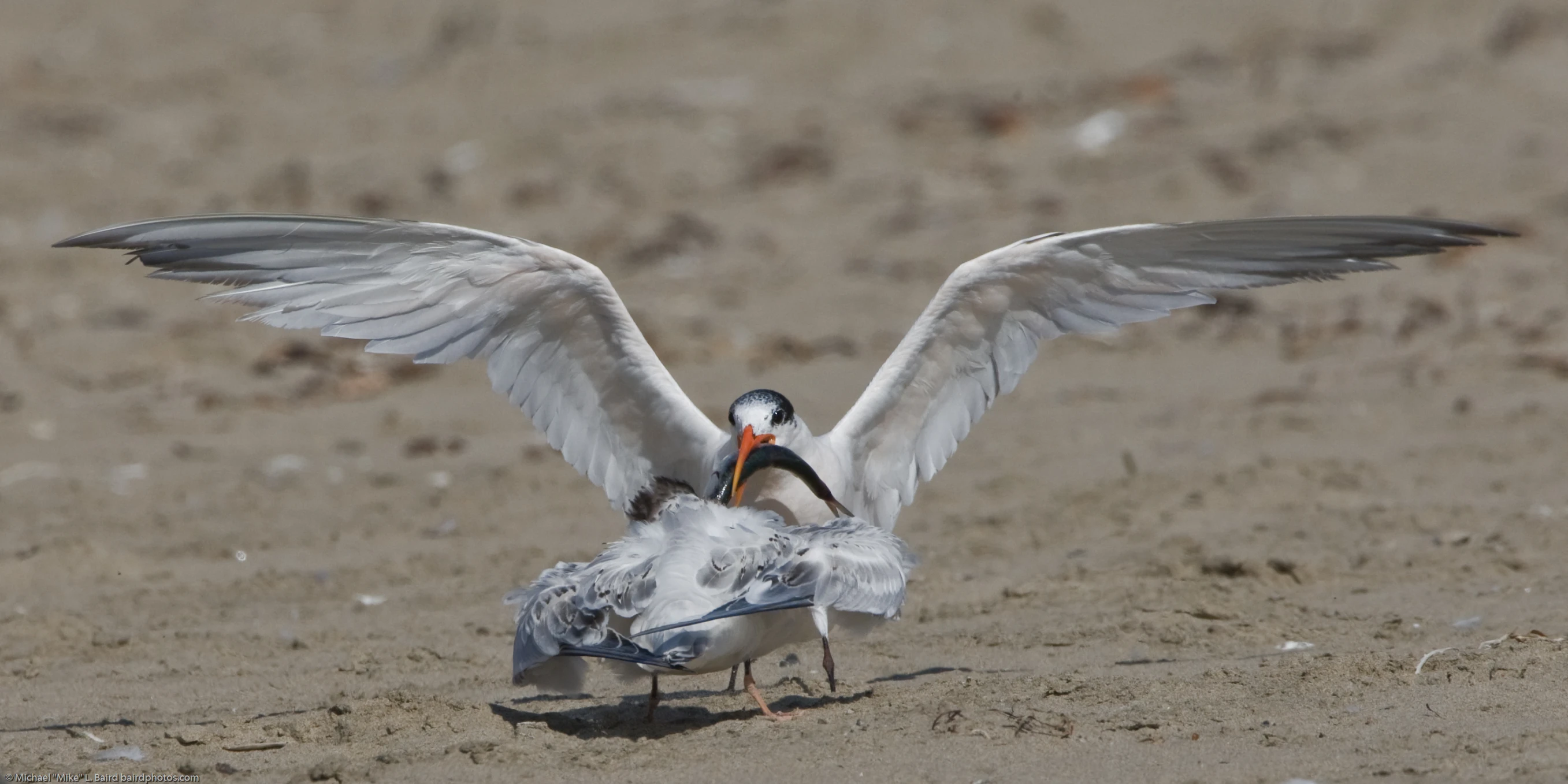 an image of a bird landing on the sand