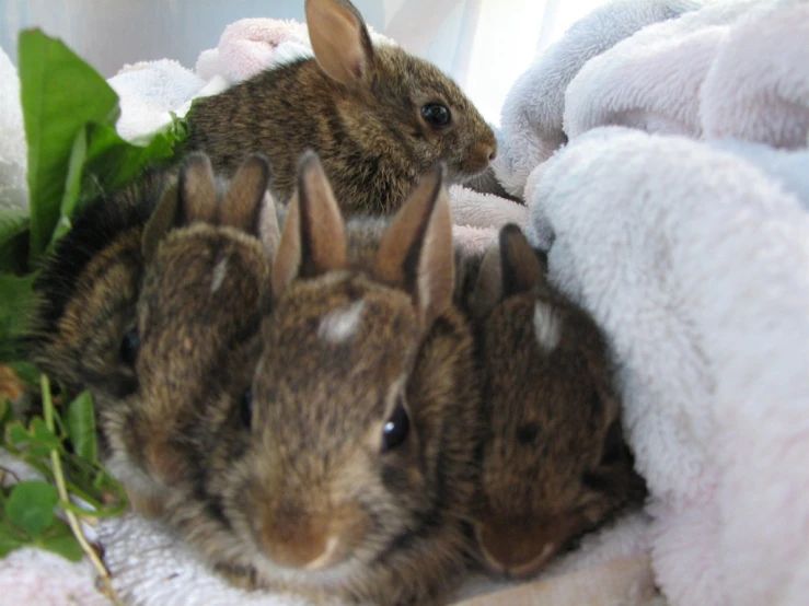 four bunnies lined up in the middle of some towels