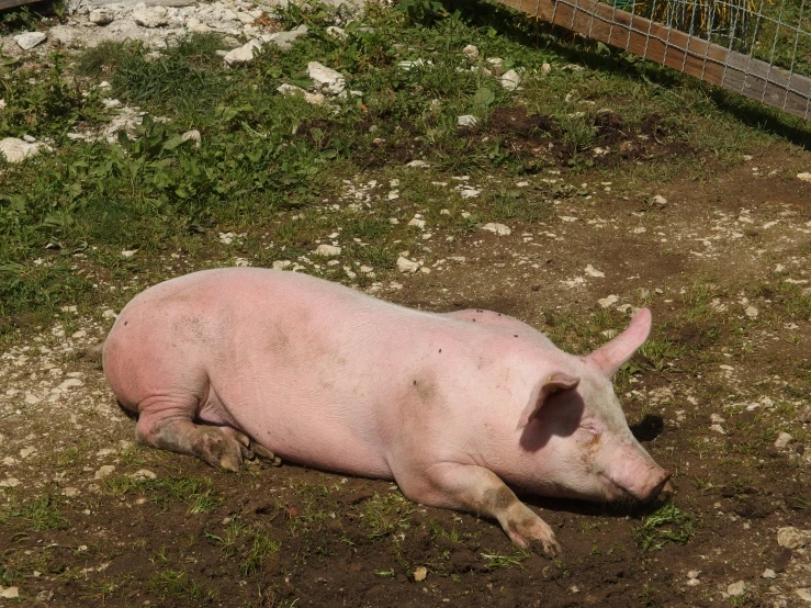 a pink pig laying on top of dirt near a fence
