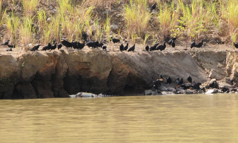 a bunch of birds gather near the edge of the water